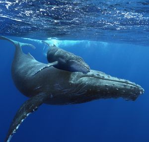 Humpback Whales